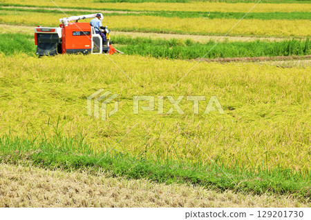 秋季稻田和聯合收割機收穫 129201730