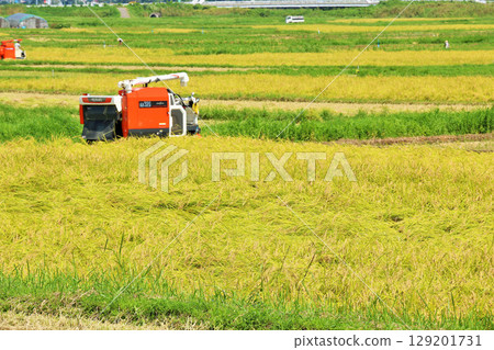 秋季稻田和聯合收割機收穫 秋季稻田和聯合收割機收穫 129201731