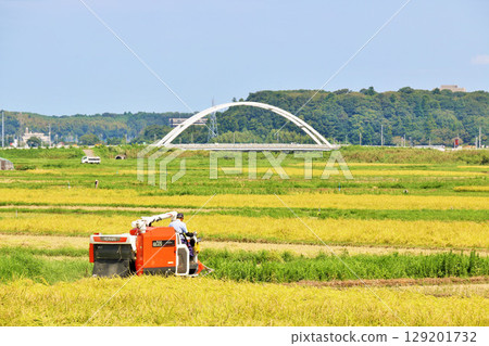 秋季稻田和聯合收割機收穫 秋季稻田和聯合收割機收穫 129201732
