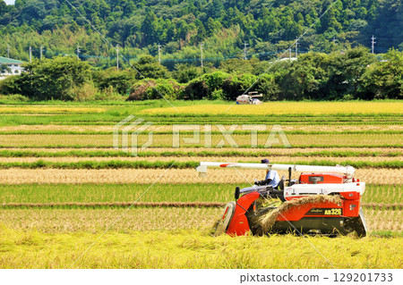 Autumn rice field and combine harvest 129201733