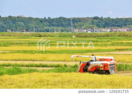 Autumn rice field and combine harvest 129201735