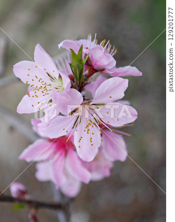 桃花盛開(白鳳)20250409 桃花盛開(白鳳)20250409 129201777