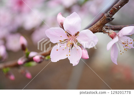 桃花盛開(白鳳)20250410 桃花盛開(白鳳)20250410 129201778