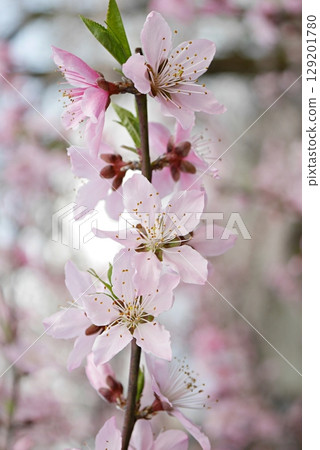 桃花盛開(白鳳)20250412 桃花盛開(白鳳)20250412 129201780