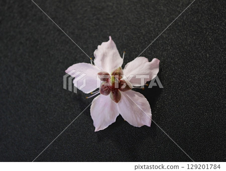 桃花配件(白鳳)20250404 桃花配件(白鳳)20250404 129201784