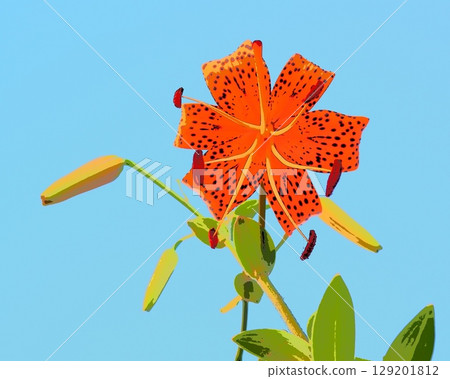 Tiger lilies in the summer evening (afr20250724061628) 129201812