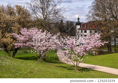 Cherry blossoms in Munich, Germany. Pink cherry blossoms with a blue and cloudy sky background. Spring in Germany. Cherry blossoms in Munich, Germany. Pink cherry blossoms with a blue and cloudy sky background. Spring in Germany. 129201834