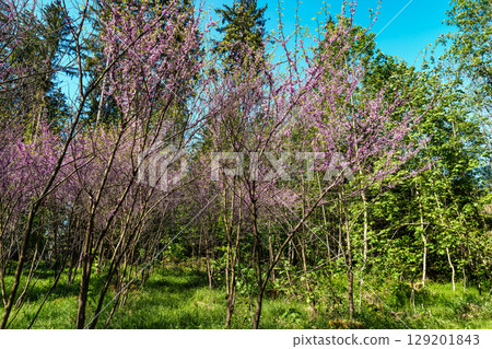 Eastern Redbud Tree or Cercis canadensis blossoming in the World Forest, Weltwald in Freising near Munich, Germany. 129201843