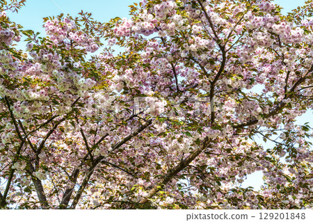 Japanese cherry, Prunus serrulata blossoming in the World Forest, Weltwald in Freising near Munich, Germany. 129201848