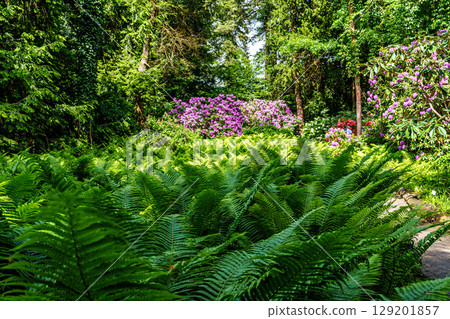The Botanical Garden of Munich in Germany with garden pathes and topiary boxwood bushes on green meadows 129201857