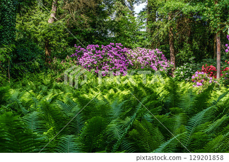 The Botanical Garden of Munich in Germany with garden pathes and topiary boxwood bushes on green meadows The Botanical Garden of Munich in Germany with garden pathes and topiary boxwood bushes on green meadows 129201858