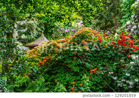 The Botanical Garden of Munich in Germany with garden pathes and topiary boxwood bushes on green meadows 129201859