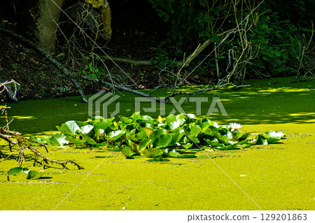 Hiking along the banks of the Bavarian River Wuerm with detailed views of green nature. Hiking along the banks of the Bavarian River Wuerm with detailed views of green nature. 129201863