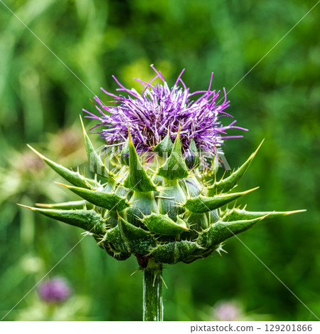 The Botanical Garden of Augsburg in Germany with garden pathes and topiary boxwood bushes on green meadows 129201866