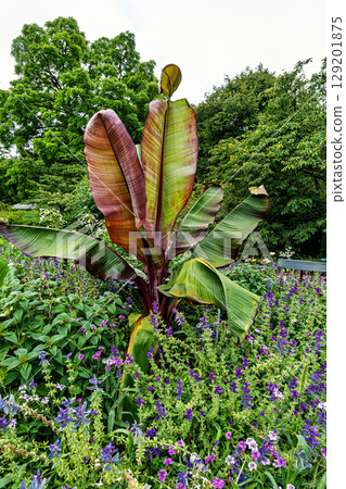 The Botanical Garden of Augsburg in Germany with garden pathes and topiary boxwood bushes on green meadows The Botanical Garden of Augsburg in Germany with garden pathes and topiary boxwood bushes on green meadows 129201875