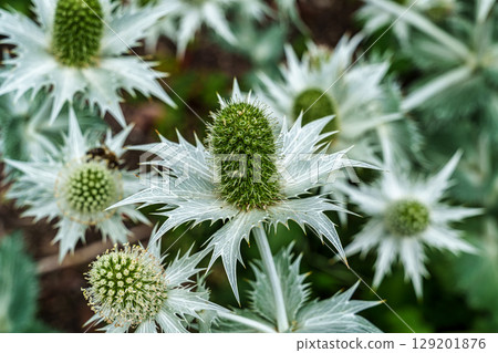 The Botanical Garden of Augsburg in Germany with garden pathes and topiary boxwood bushes on green meadows 129201876