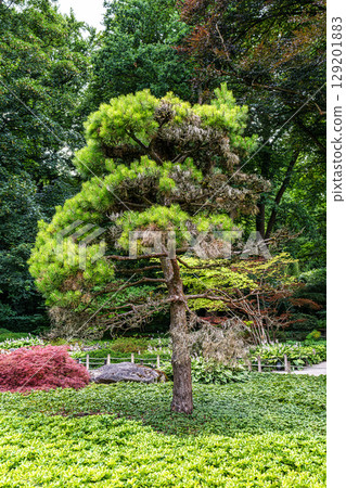 The Japanese garden in the Botanical garden in Augsburg, Germany. Lovely view on small waterfalls in japanese garden The Japanese garden in the Botanical garden in Augsburg, Germany. Lovely view on small waterfalls in japanese garden 129201883