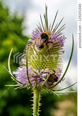 The Botanical Garden of Augsburg in Germany with garden pathes and topiary boxwood bushes on green meadows The Botanical Garden of Augsburg in Germany with garden pathes and topiary boxwood bushes on green meadows 129201888