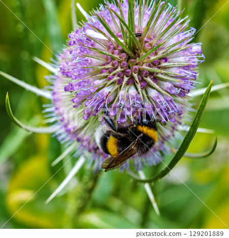 The Botanical Garden of Augsburg in Germany with garden pathes and topiary boxwood bushes on green meadows 129201889