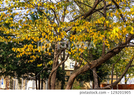 Golden autumn view in famous Munich Old botanic garden in Munich, Bavaria, Germany Golden autumn view in famous Munich Old botanic garden in Munich, Bavaria, Germany 129201905
