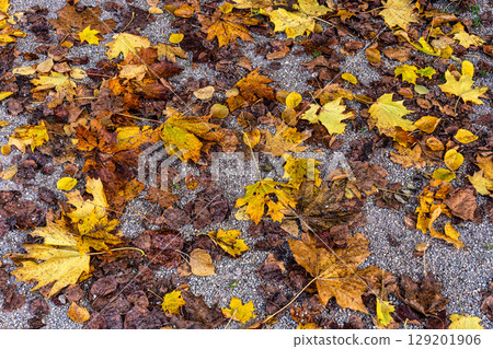 Golden autumn view at Konigsplatz - Kings Square, state capital Munich, Bavaria, Munich, Germany Golden autumn view at Konigsplatz - Kings Square, state capital Munich, Bavaria, Munich, Germany 129201906