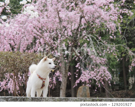 Cherry blossoms in full bloom and a white dog 129201927