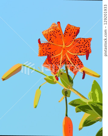 Tiger lily in the summer evening (afr20250724061851) 129201933