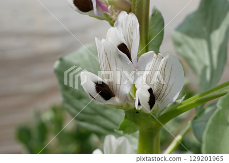 蠶豆花 20250401 129201965