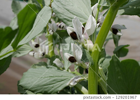 Broad bean flowers 20250403 129201967