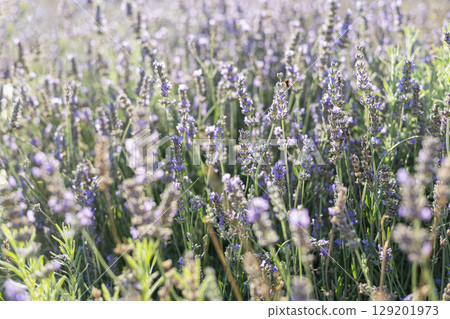 Blooming lavender field in summer sunlight with soft focus and natural greenery Blooming lavender field in summer sunlight with soft focus and natural greenery 129201973