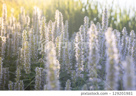 Blooming field of mint flowers in warm morning light with bokeh background and herbal texture Blooming field of mint flowers in warm morning light with bokeh background and herbal texture 129201981