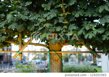 Espalier tree training with bamboo structure and leafy crown in urban landscaping setting 129201983