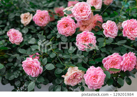 Blooming pink roses with lush green leaves in garden setting, romantic floral close-up view Blooming pink roses with lush green leaves in garden setting, romantic floral close-up view 129201984