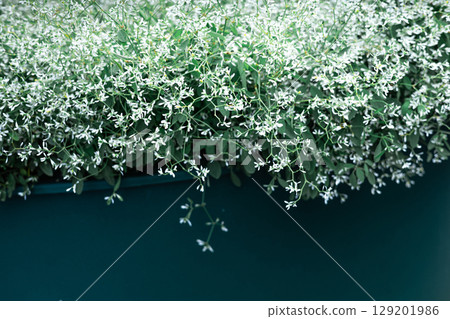 Overflowing Euphorbia Diamond Frost in dark teal planter with cascading white floral texture 129201986