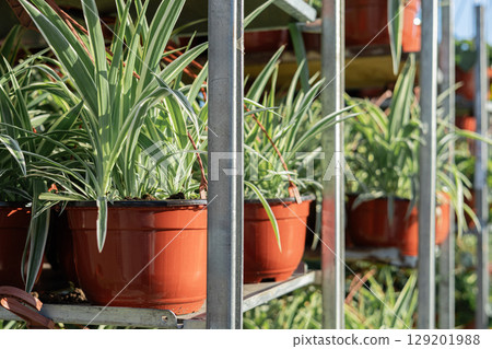 Green spider plants in plastic pots on outdoor nursery shelves under natural daylight Green spider plants in plastic pots on outdoor nursery shelves under natural daylight 129201988