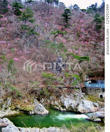 Red cherry blossoms in the Natsui River Valley 129201994