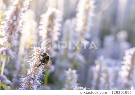 Close-up of bumblebee collecting nectar on mint flower in sunlit summer herb garden Close-up of bumblebee collecting nectar on mint flower in sunlit summer herb garden 129201995