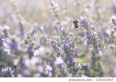 Bee collecting nectar from blooming lavender flower in soft summer light closeup 129201997