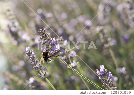 Bee collecting nectar from blooming lavender in summer garden, natural soft focus background Bee collecting nectar from blooming lavender in summer garden, natural soft focus background 129201999