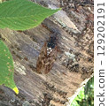 Cicadas 129202191