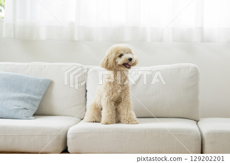 10 個月大的比熊犬女孩坐在沙發上 129202201