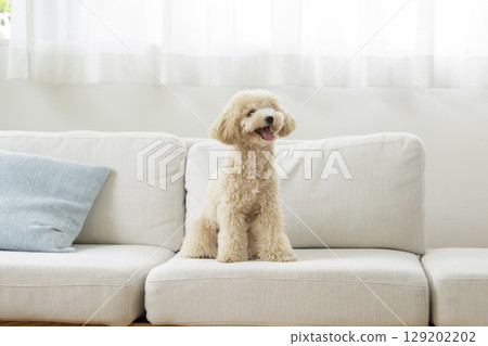10 個月大的比熊犬女孩坐在沙發上 129202202