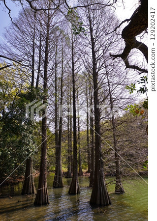 笹栗九州大學森林:落葉杉 笹栗九州大學森林:落葉杉 129202417