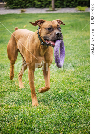 Athletic German Boxer dog carries a purple ring toy while walking on green grass, alert and energetic in a backyard garden 129202458