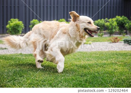 Golden Retriever dog runs joyfully across the green backyard lawn with ears flapping and mouth open in playful expression 129202464