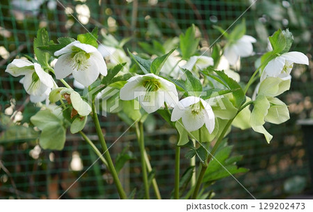 Christmas rose (single) 20250302 Christmas rose (single) 20250302 129202473