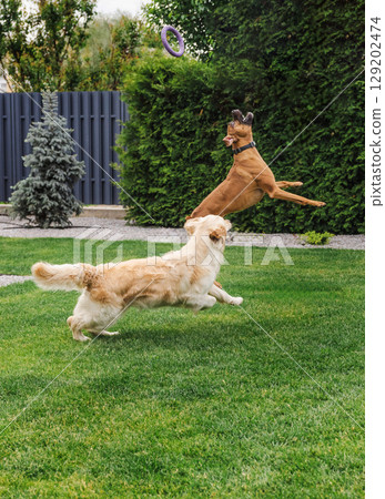 Golden Retriever and German Boxer playing on grass, jumping to catch a toy ring in backyard garden, joyful and energetic moment of two active dogs Golden Retriever and German Boxer playing on grass, jumping to catch a toy ring in backyard garden, joyful and energetic moment of two active dogs 129202474