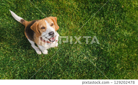 Cheerful beagle dog sitting on a bright green lawn and looking up with a happy expression and alert posture 129202478