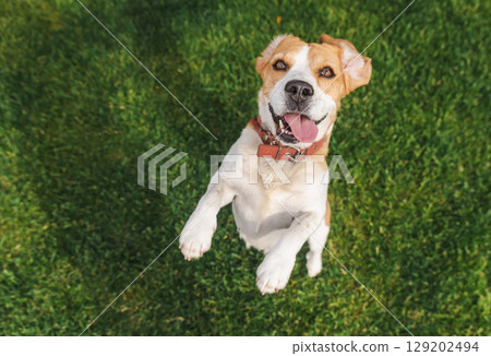 Joyful beagle dog jumping on grass with tongue out and front paws raised, expressing excitement and energy in a bright outdoor setting 129202494