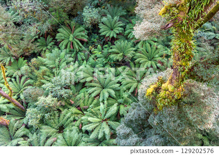 Lush green ferns in Great Otway National Park, Victoria, Australia 129202576